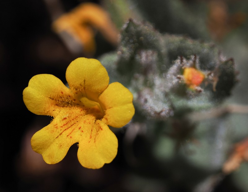 Erythranthe willisii photo 6