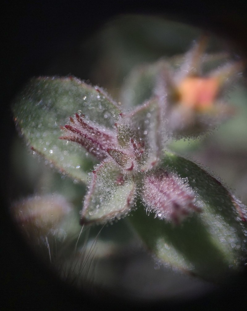 Erythranthe willisii photo 7