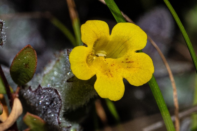 Erythranthe willisii photo 8