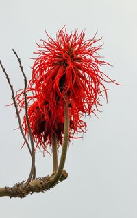 Erythrina