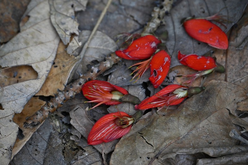Erythrina calcicola