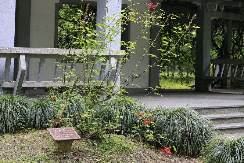 Coral Erythrina photo 4