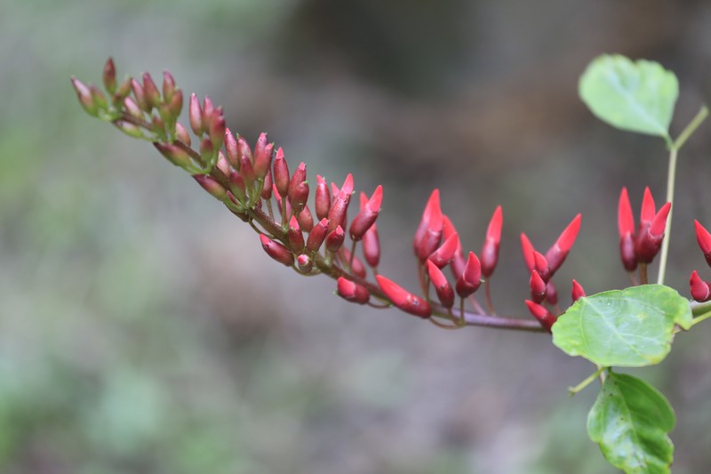 Coral Erythrina photo 5