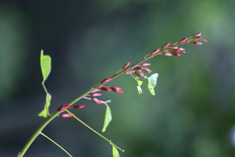 Coral Erythrina photo 6