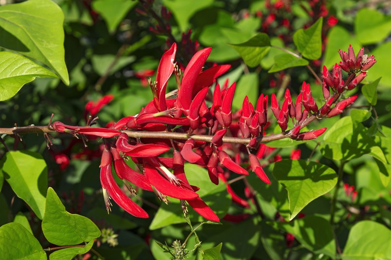 Coral Erythrina photo 2