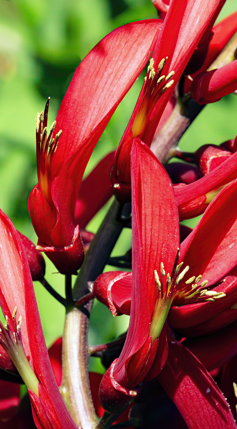 Coral Erythrina photo 3