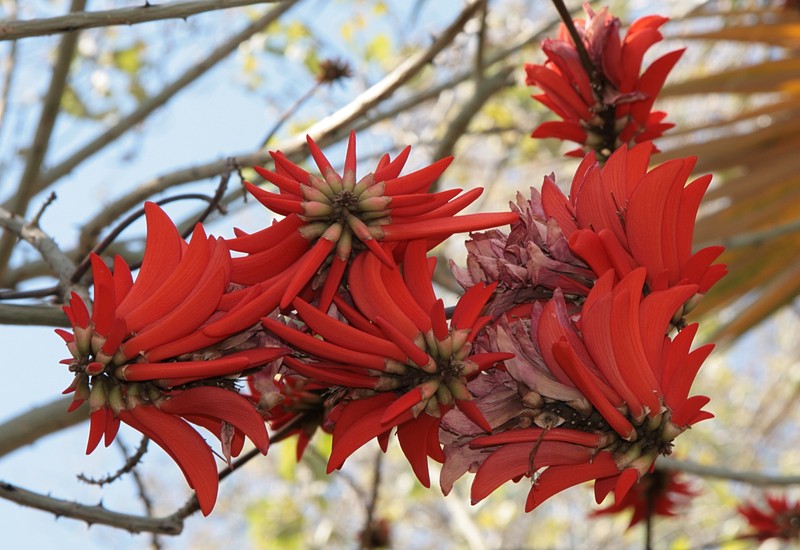 Coral Erythrina