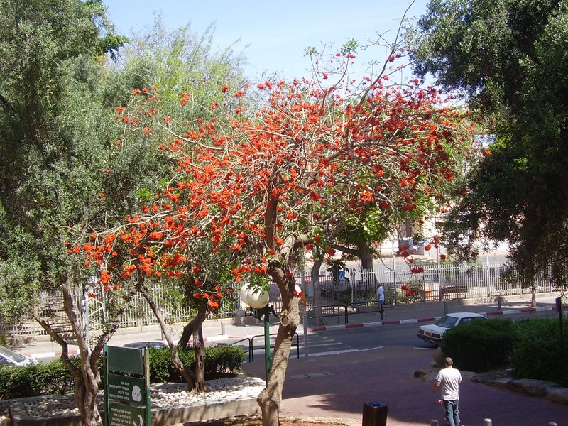 Coral Erythrina photo 7