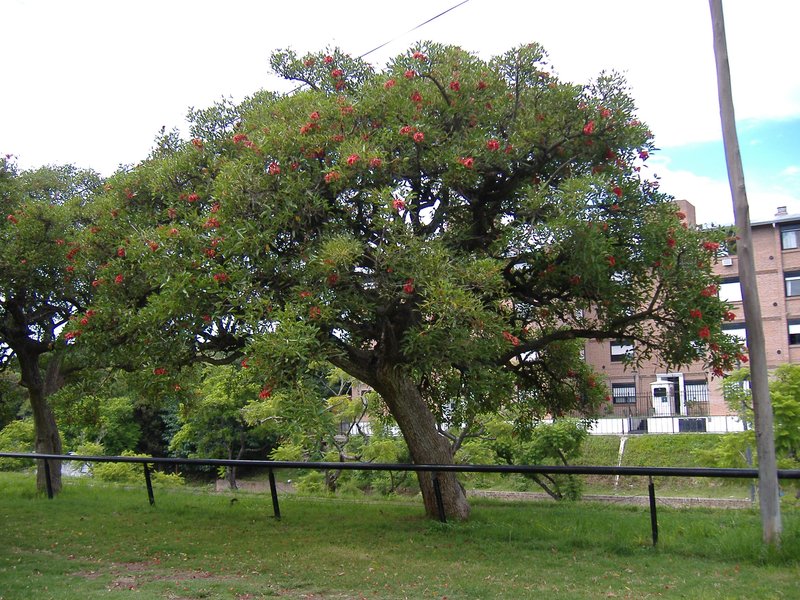 Crybabytree photo 4