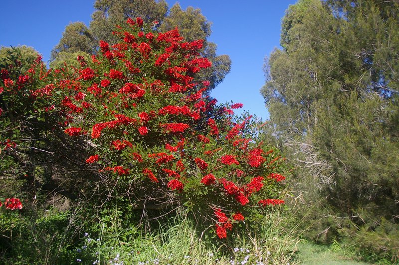 Crybabytree photo 6