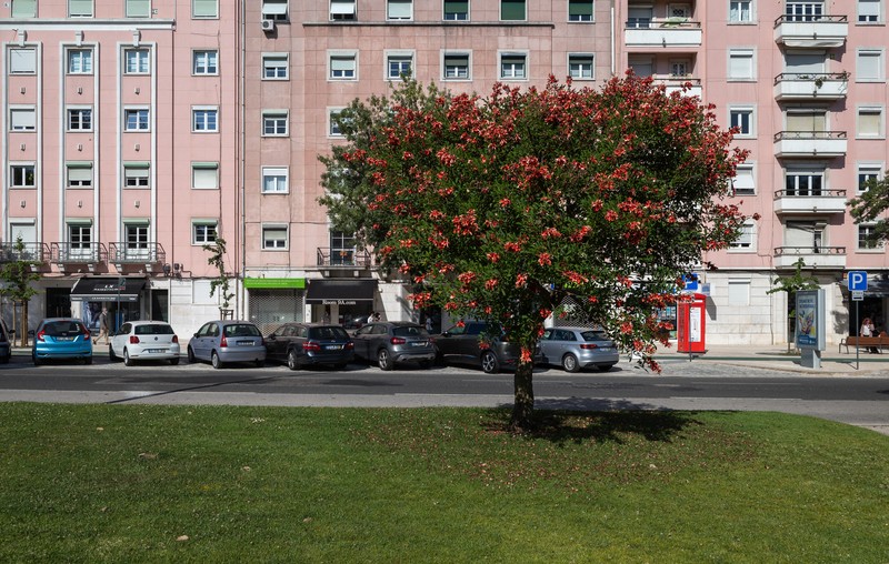Crybabytree photo 8