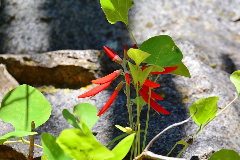 Coralbean photo 4