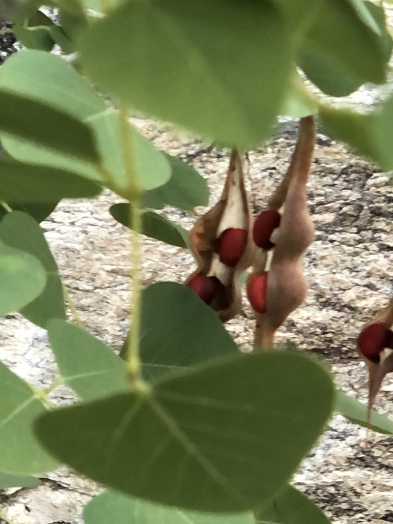 Coralbean photo 5