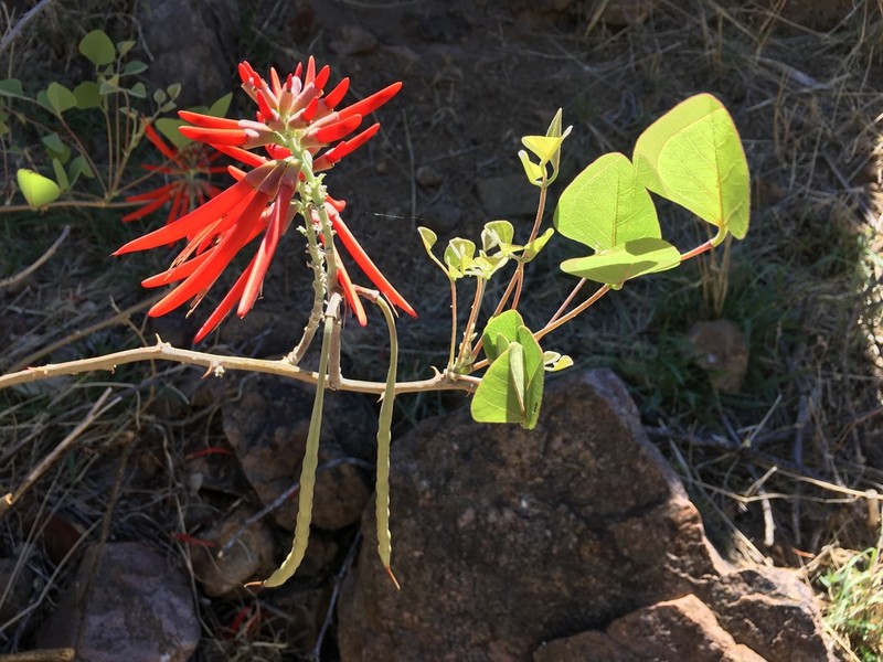 Coralbean photo 6