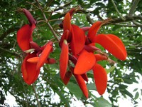 Bucayo