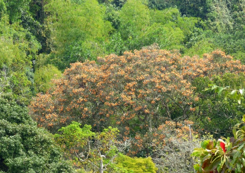 Bucayo photo 4