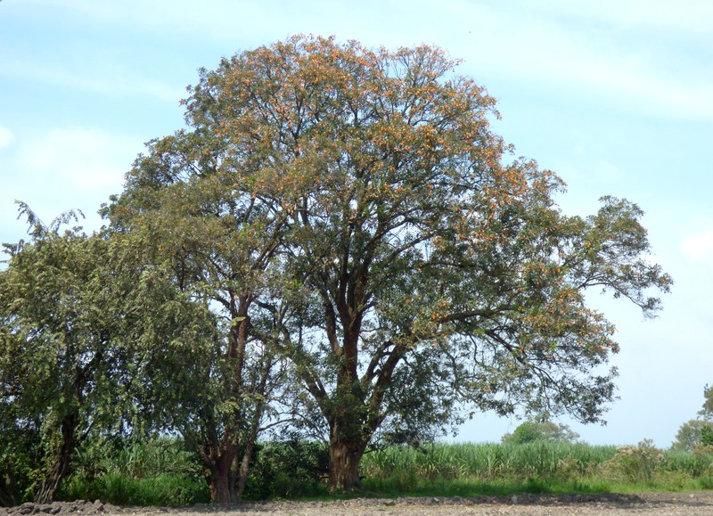 Bucayo photo 7