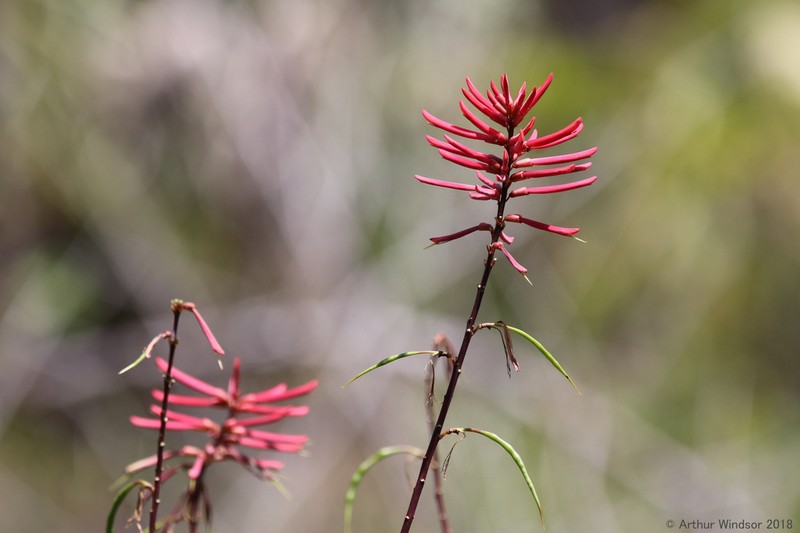 Redcardinal photo 2