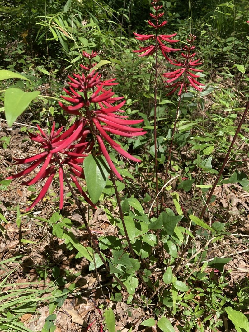 Redcardinal photo 5