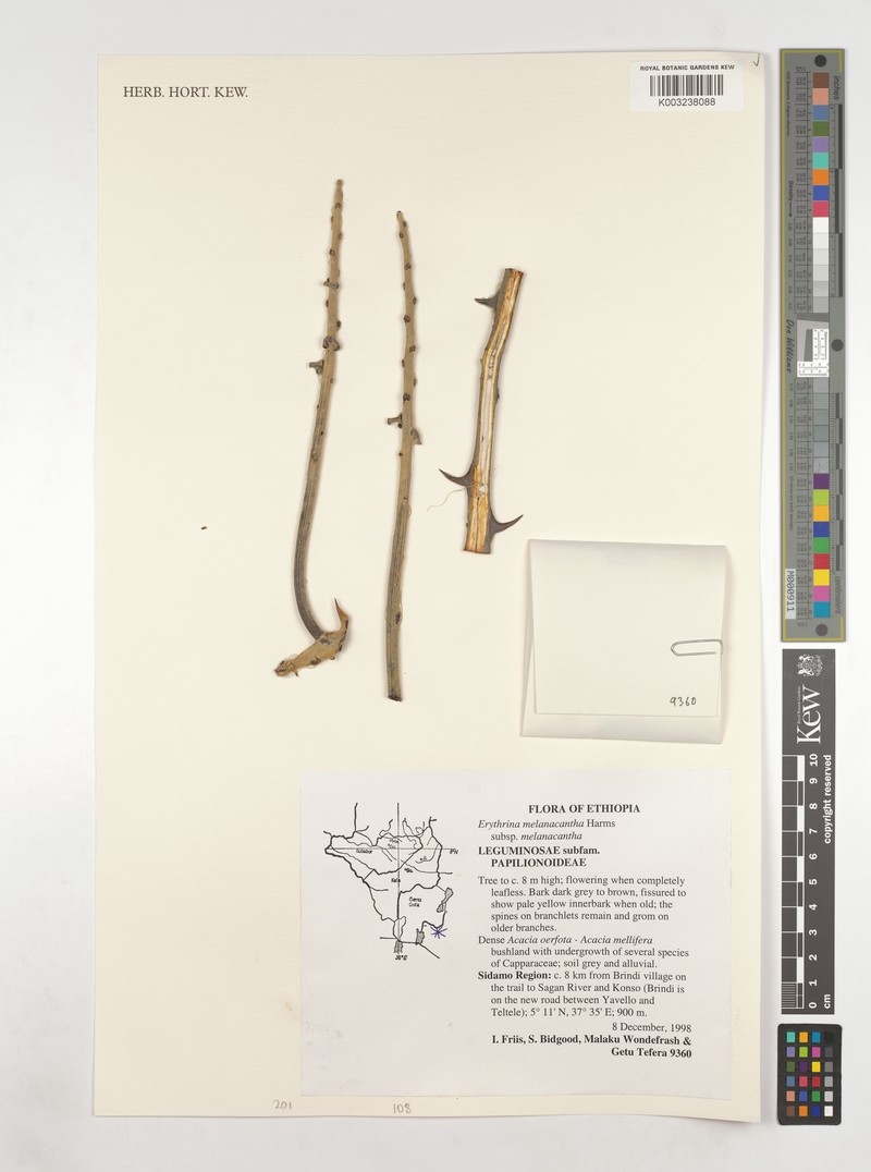 Erythrina melanacantha subsp. melanacantha photo 2