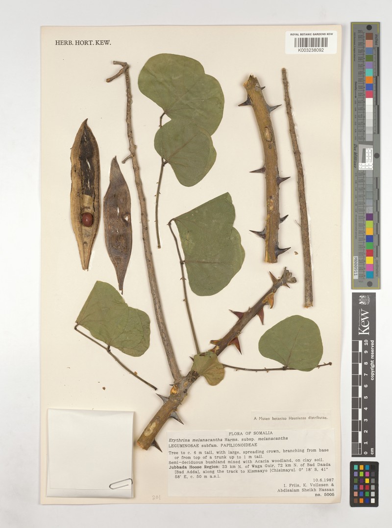 Erythrina melanacantha subsp. melanacantha photo 3