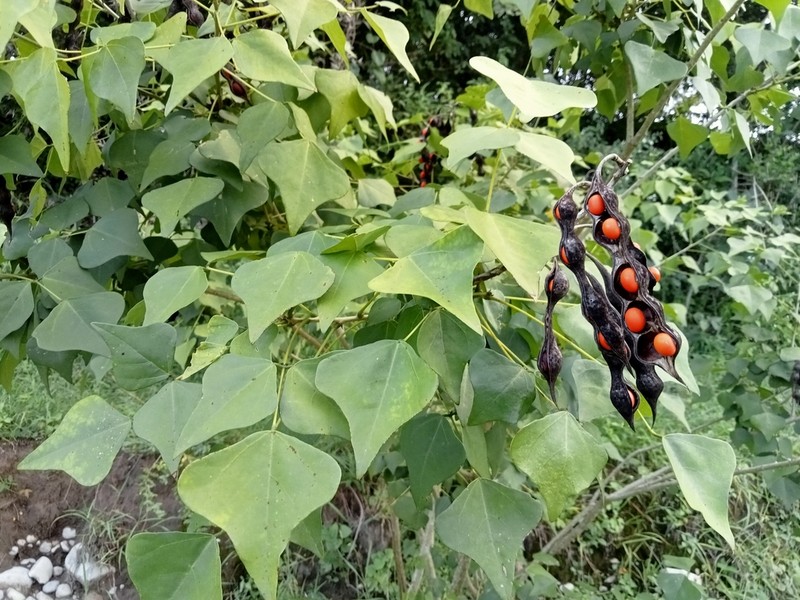 Erythrina nigrorosea photo 2
