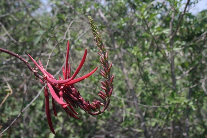 Erythrina nigrorosea photo 3