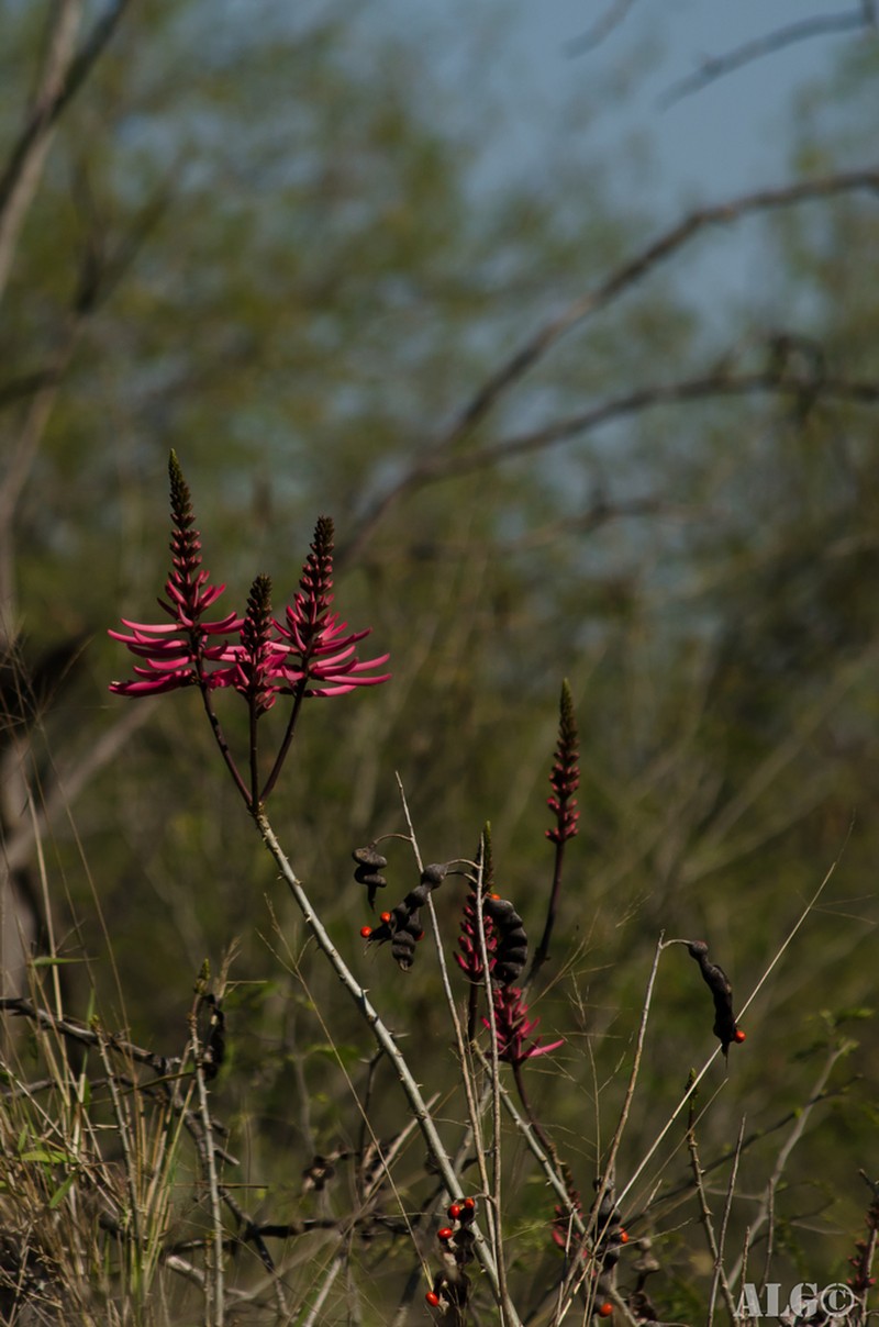 Erythrina nigrorosea photo 4