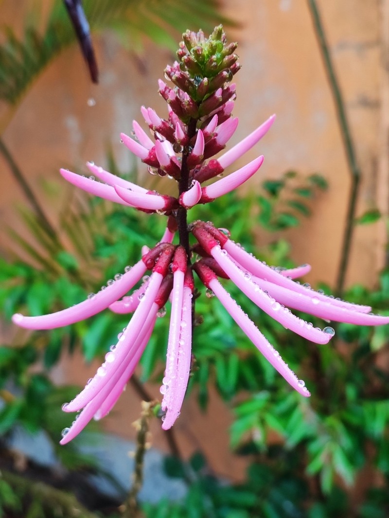 Erythrina nigrorosea photo 5