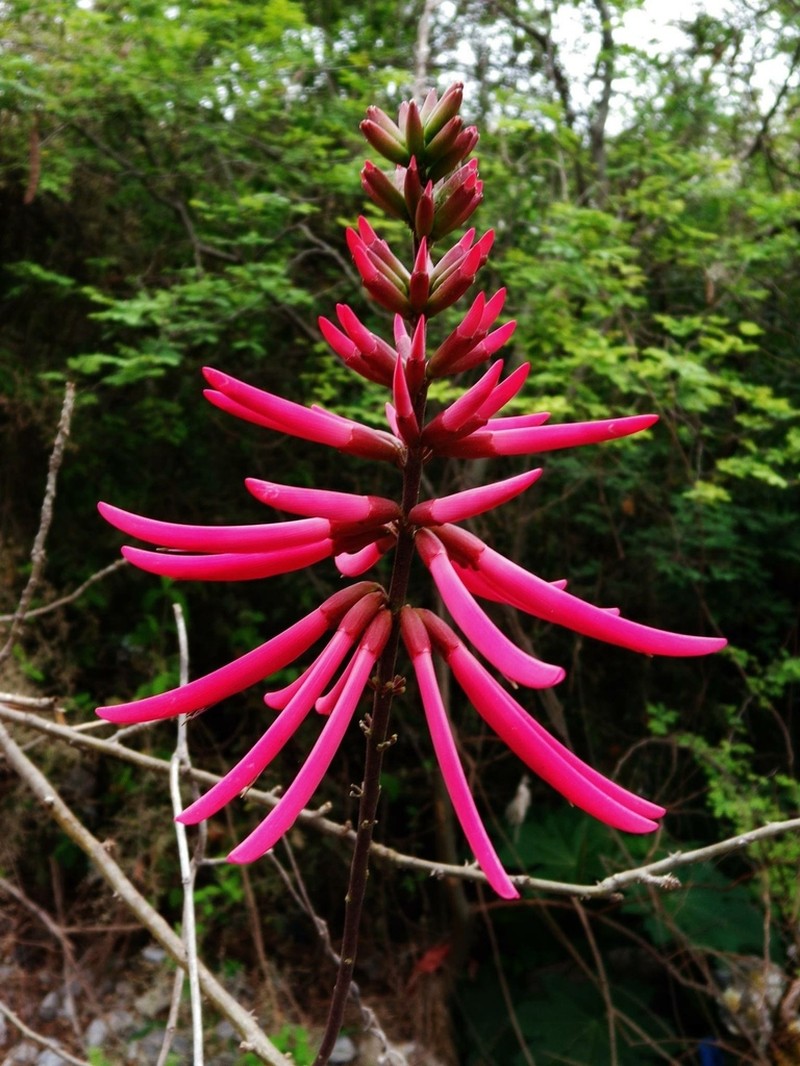 Erythrina nigrorosea photo 6