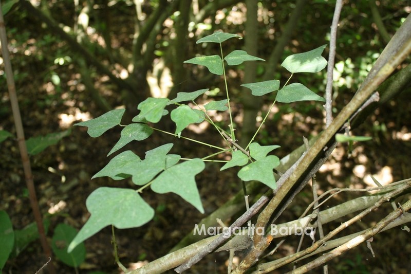 Erythrina nigrorosea photo 7