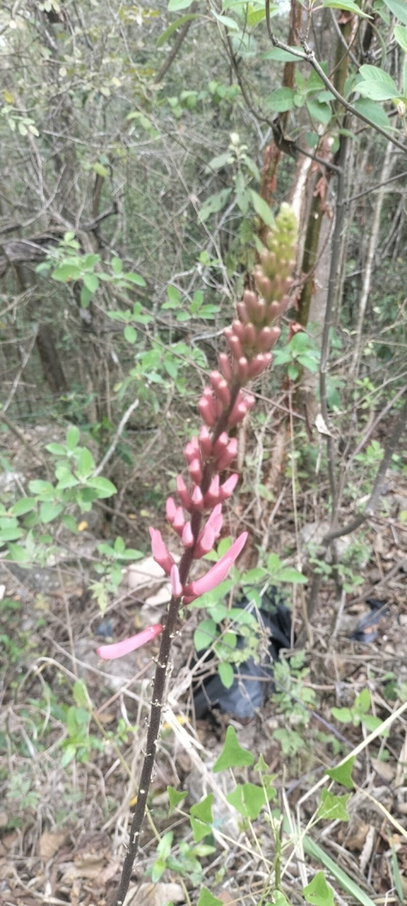 Erythrina nigrorosea photo 8