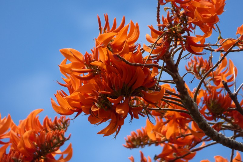 Mountain Immortelle