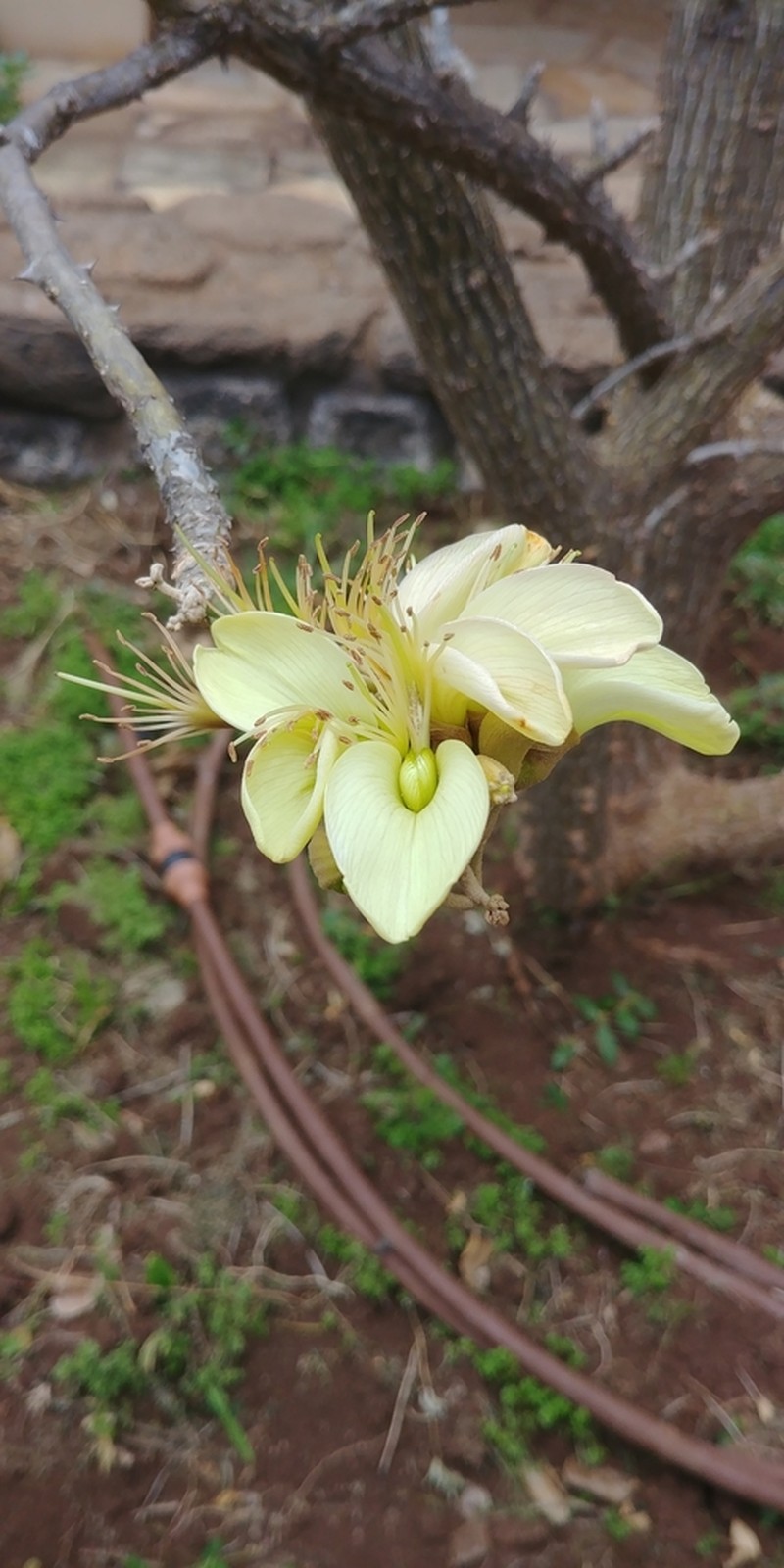 Wili Wili photo 4