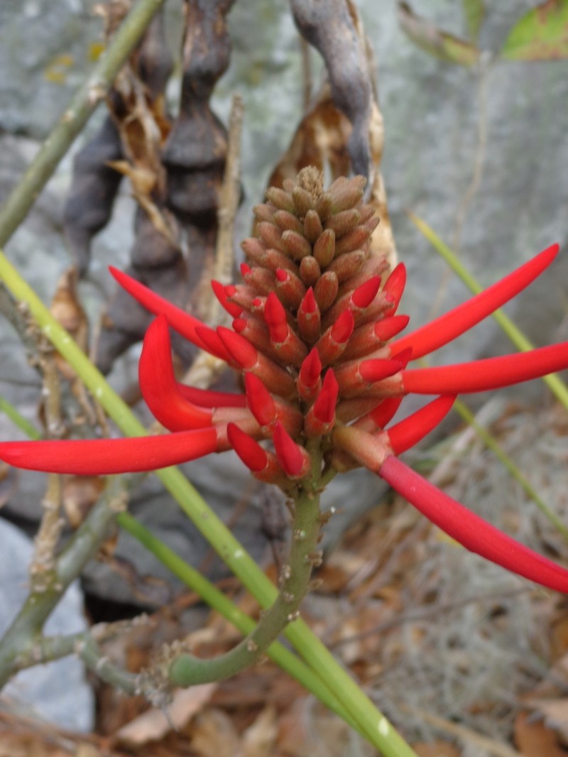Erythrina sierra