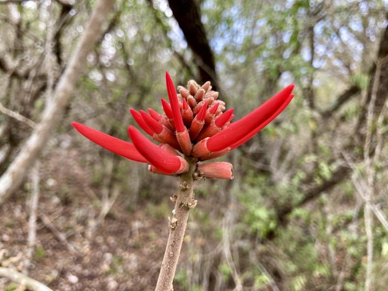 Erythrina sierra photo 2