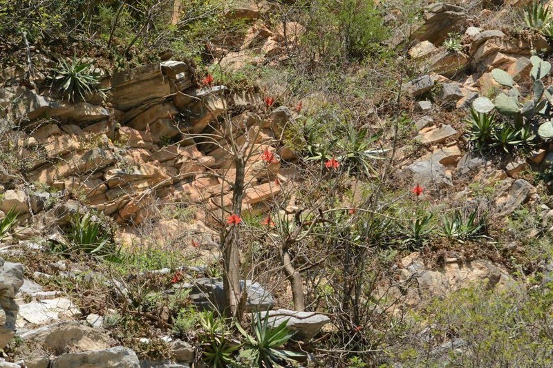 Erythrina sierra photo 3