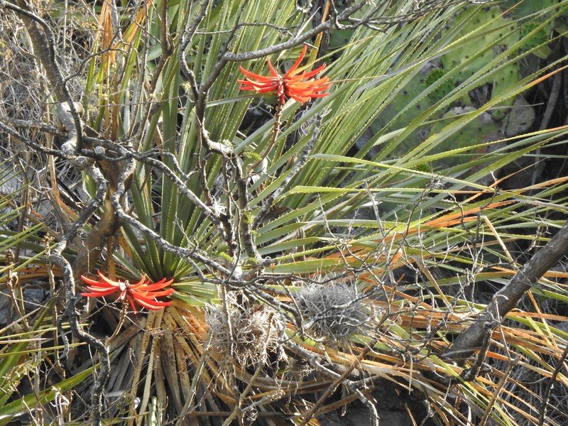 Erythrina sierra photo 4