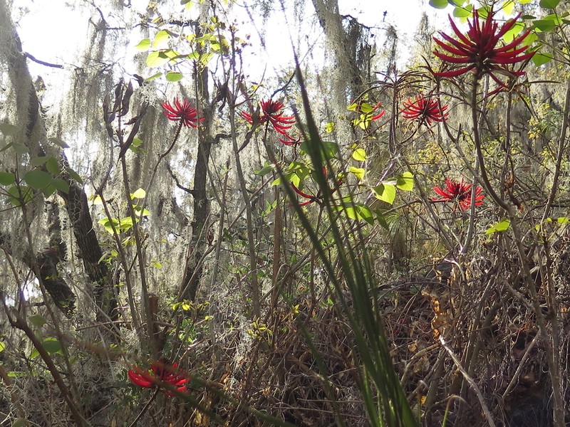 Erythrina sierra photo 5