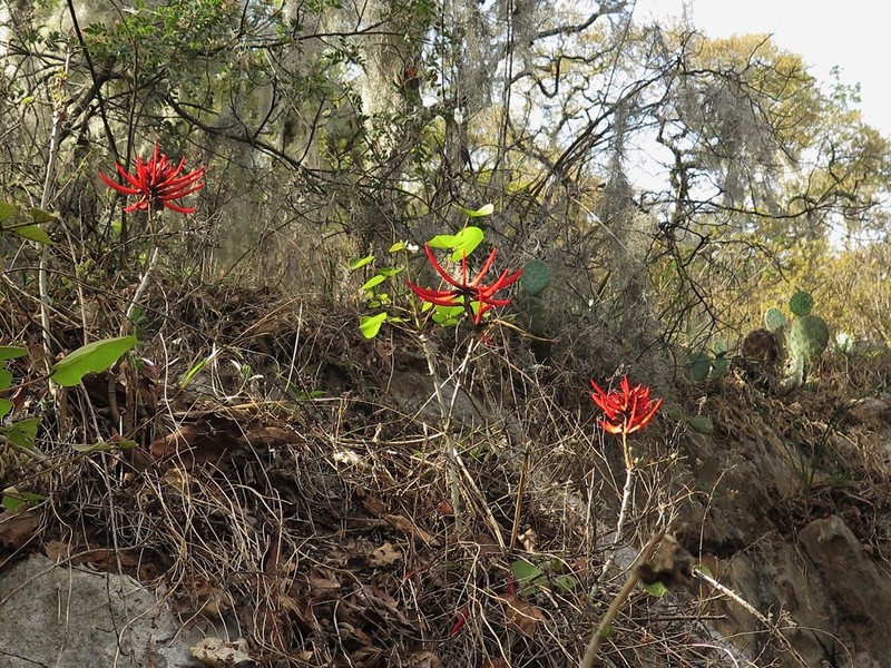 Erythrina sierra photo 6