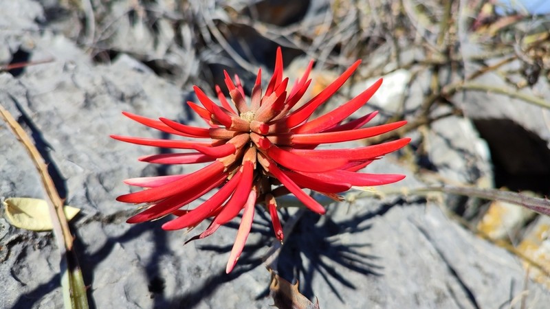 Erythrina sierra photo 7