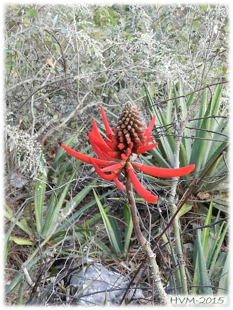 Erythrina sierra photo 8