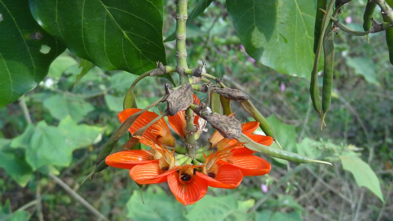 Erythrina