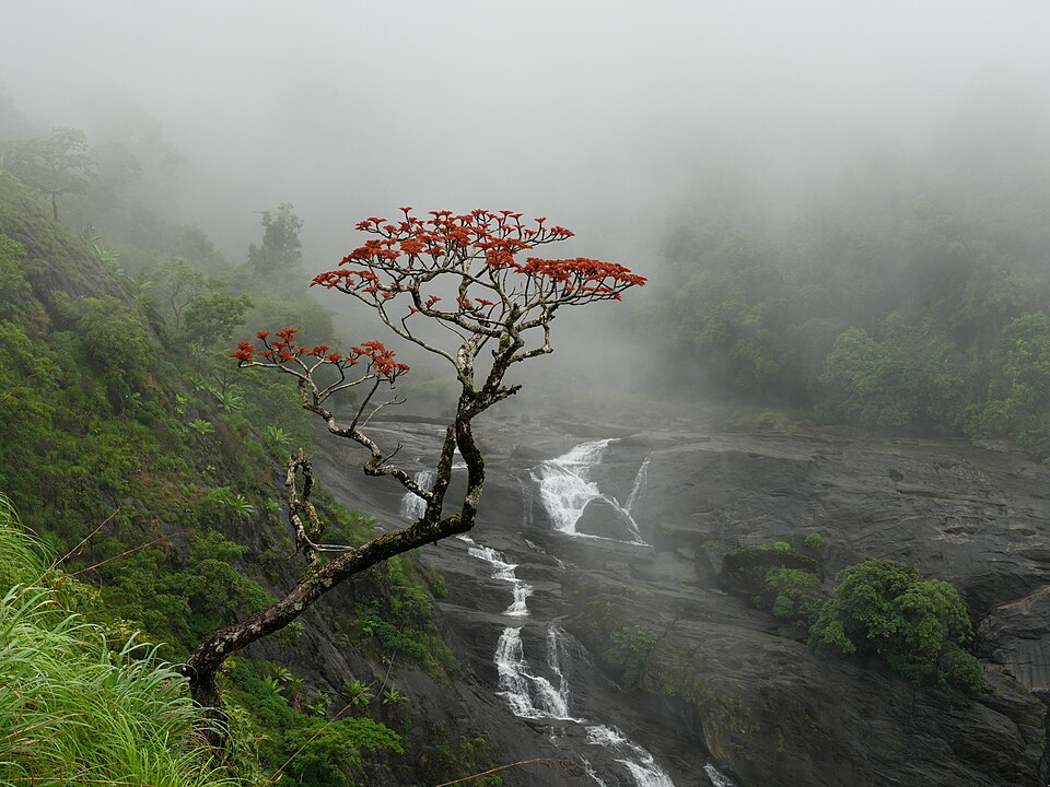 Tiger's Claw photo 2
