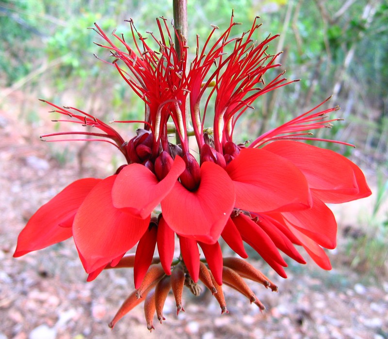 Tiger's Claw photo 3