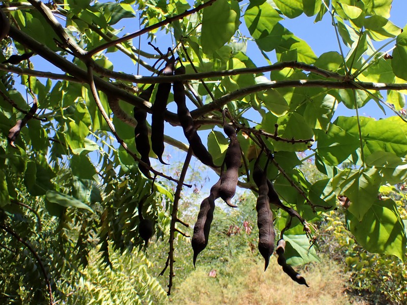 Tiger's Claw photo 4