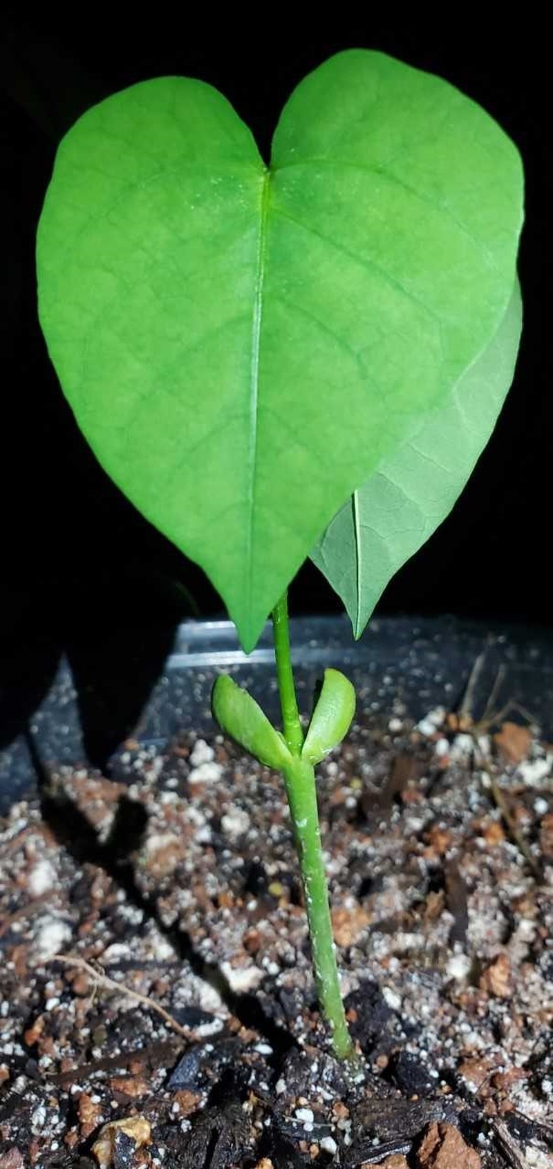 Tiger's Claw photo 6