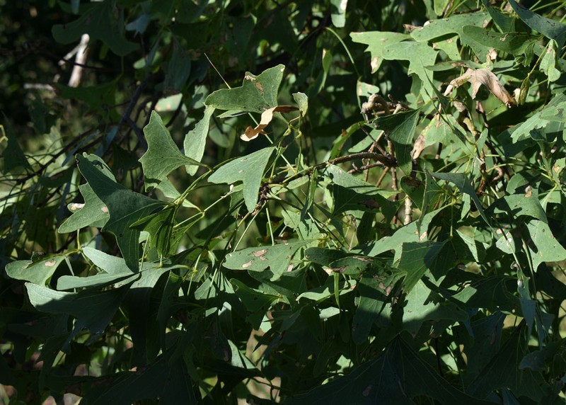 Erythrina vespertilio subsp. vespertilio