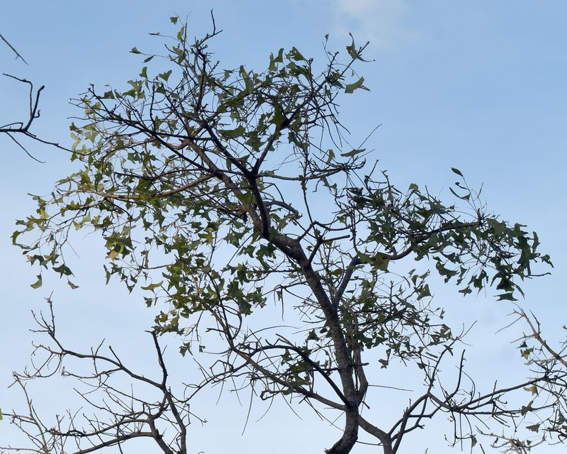 Erythrina vespertilio subsp. vespertilio photo 2