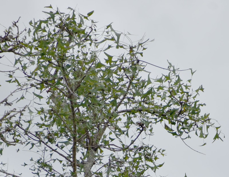 Erythrina vespertilio subsp. vespertilio photo 3